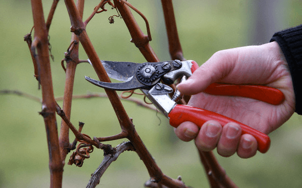pruning-vines