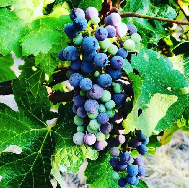 Cluster of small blue, purple, and green grapes on a vine with green lobed leaves in bright sunlight.
