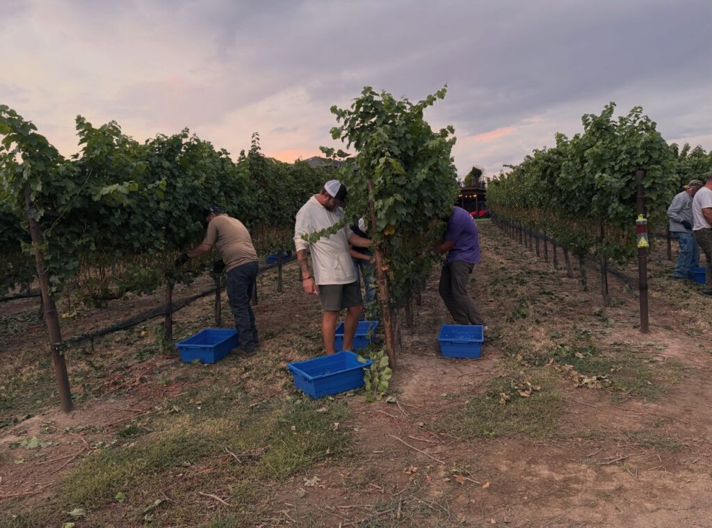 People harvest grapes in a vineyard at sunset, standing between grapevines with blue crates for collecting produce.