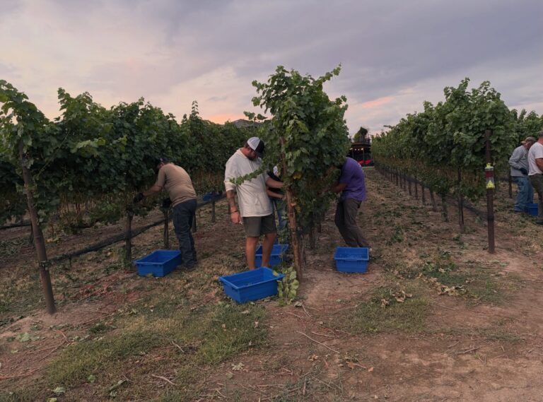 People harvest grapes in a vineyard at sunset, standing between grapevines with blue crates for collecting produce.